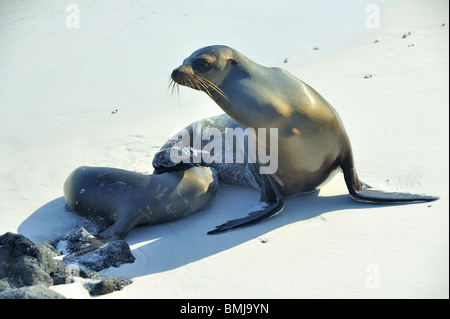 Wet sea lion nursing pup at waters edge Stock Photo