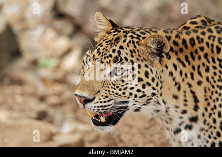 Leopard portrait shot. Picture taken in Ranthambhore National park, India Stock Photo