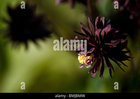 Aquilegia 'Black Barlow' in flower in late spring Stock Photo