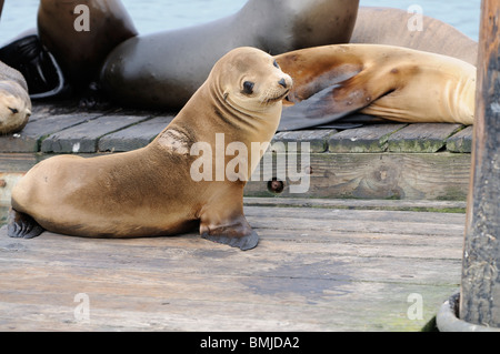 Stock photo of a group of California sea lions resting on a dock, Moss Landing, California. Stock Photo