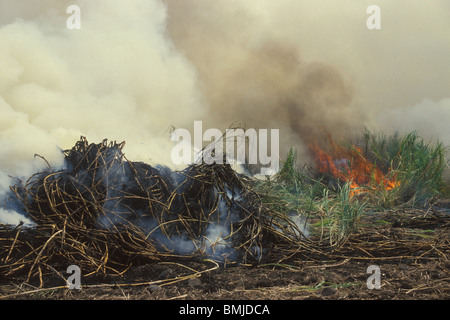 Burning sugar cane before harvesting, Maui, Hawaii, USA. Stock Photo