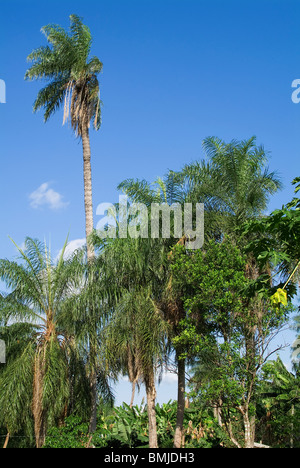 Caranday Wax Palm Trees (Copernicia alba), Pantanal, Mato Grosso, Brazil Stock Photo