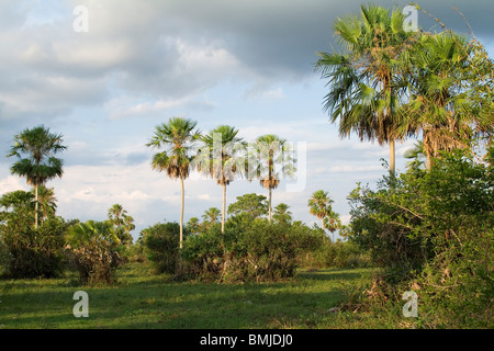 Caranday Wax Palm Trees (Copernicia alba), Pantanal, Mato Grosso, Brazil Stock Photo