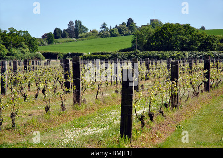 New Hall Vineyard, Purleigh, Essex,England,UK Stock Photo