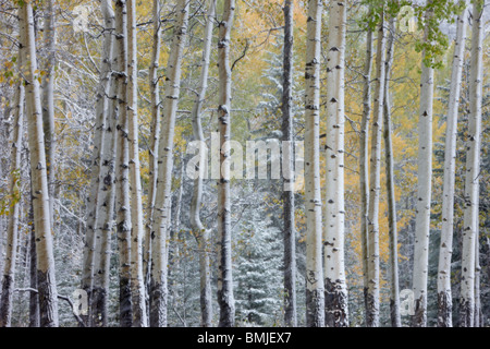 aspen trees with autumn colours in the snow, Bow Valley, Banff National Park, Alberta, Canada Stock Photo