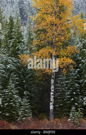 autumn colours of the aspen trees in the snow, nr Muleshoe, Bow Valley Parkway, Banff National Park, Alberta, Canada Stock Photo