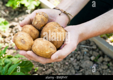 Man holding potatoes in hands Stock Photo
