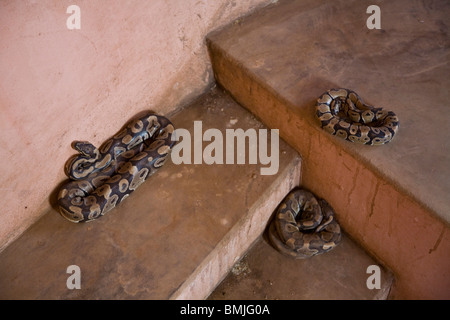 Pythons in temple of the pythons Stock Photo