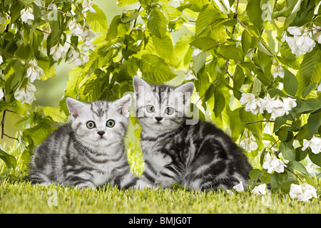 British Shorthair cat - two kittens on meadow Stock Photo