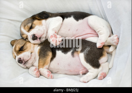 Beagle. Two puppies sleeping on a blanket Stock Photo - Alamy