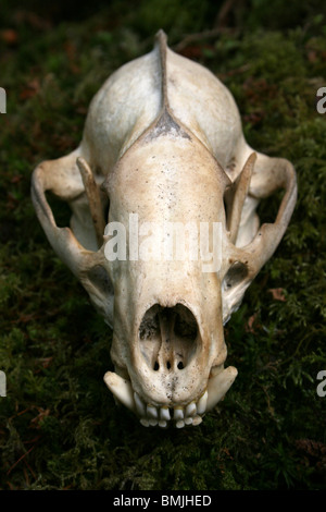 European Badger Skull Meles meles Taken in Cumbria UK Stock Photo