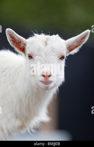 A domestic white goat kid at a country park in England Stock Photo