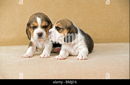 Beagle dog - two puppies Stock Photo