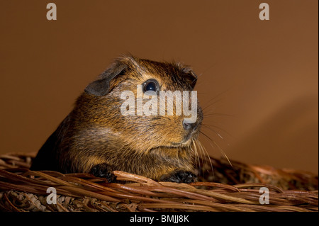 smooth-haired guine pig (agouti) Stock Photo