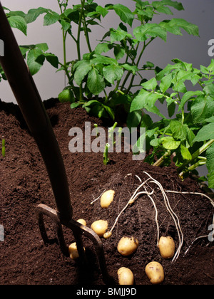 Scandinavia, Sweden, Stockholm, View of potato root with leaves Stock Photo