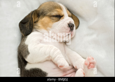 Cute Beagle puppy sleeping on bed, top view. Adorable pet Stock Photo ...
