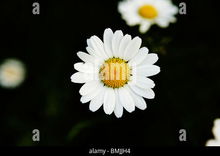 View of ox-eye daisy, close-up