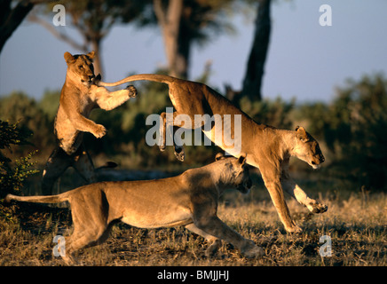 Africa, Botswana, Chobe National Park, Lionesses (Panthera leo) playing near Rhino Pan in Savuti Marsh at dawn