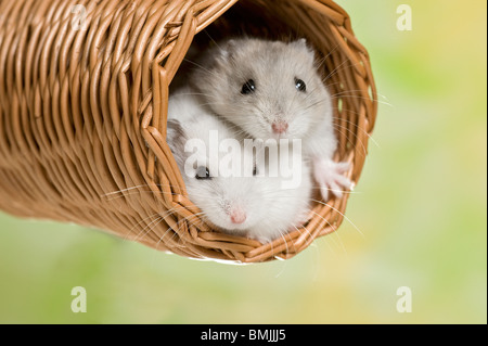 Dzhungarian Dwarf Hamster on moss Stock Photo - Alamy