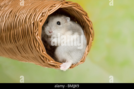 Dzhungarian Dwarf Hamster on moss Stock Photo - Alamy