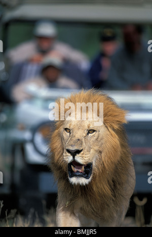 Botswana, Chobe National Park, Safari truck follows male Lion (Panthera leo) in Savuti Marsh