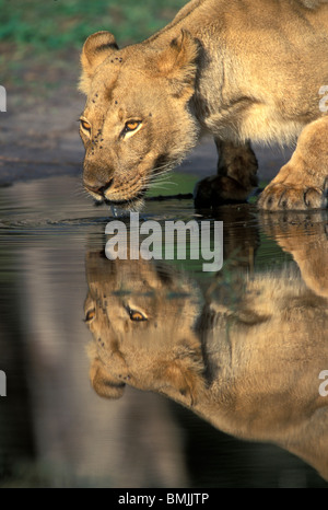Botswana, Moremi Game Reserve, Lioness (Panthera leo) drinks from pool by Khwai River in early morning Stock Photo
