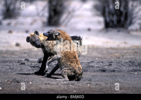 Botswana, Chobe National Park, Spotted Hyenas (Crocuta crocuta) fighting by water hole in Savuti Marsh Stock Photo