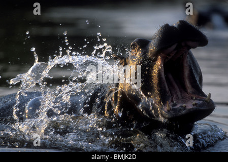 Botswana, Moremi Game Reserve, Hippopotamus (Hippopotamus amphibius) yawning in pool along Khwai River at dusk Stock Photo