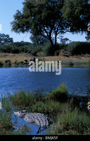 Botswana, Moremi Game Reserve, Nile Crocodile (Crocodylus niloticus) lies across from elephant carcass in Khwai River Stock Photo