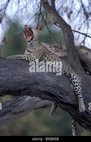 Botswana, Moremi Game Reserve, Adult Female Leopard (Panthera pardus) yawns while resting on tree limb near Khwai River