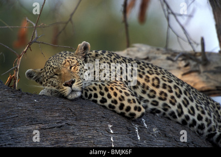 Botswana, Moremi Game Reserve, Adult Female Leopard (Panthera pardus) lit by setting sun while resting on tree limb Stock Photo