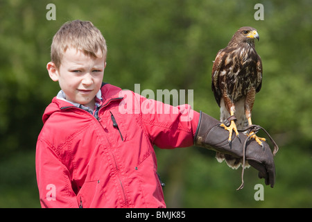 A Harris Hawk or Harris's Hawk (Parabuteo unicinctus) sitting on a young boy's hand during a falconry demonstration in England Stock Photo
