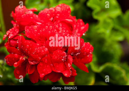 Geranium Ivy Ruben in flower after the rain Stock Photo