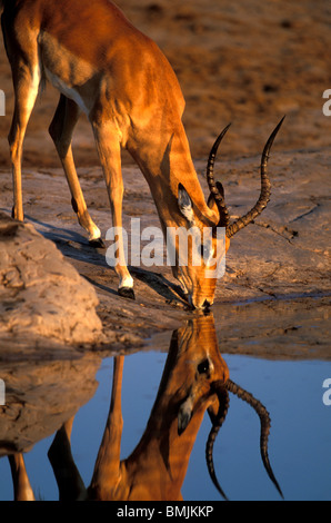 Botswana, Chobe National Park, Bull Impala (Aepyceros melampus) is reflected while drinking from water hole in Savuti Marsh Stock Photo