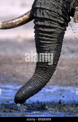 Botswana Chobe National Park Detail of Elephants Loxodonta africana ...