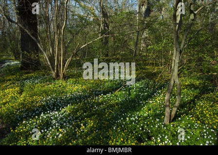 Scandinavia, Sweden, Skane, Oland, View of anemone flower Stock Photo