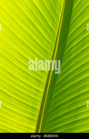 Madeira, Detail of banana leaf, close-up (full frame) Stock Photo