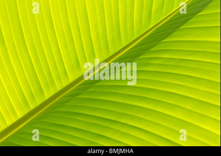 Madeira, Detail of banana leaf, close-up (full frame) Stock Photo