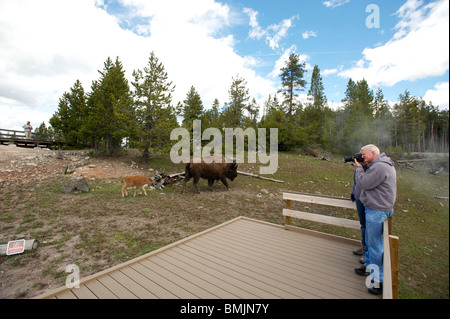 A Bison, or American Buffalo, with a calf walks near tourists in Yellowstone National Park. Wyoming, USA Stock Photo