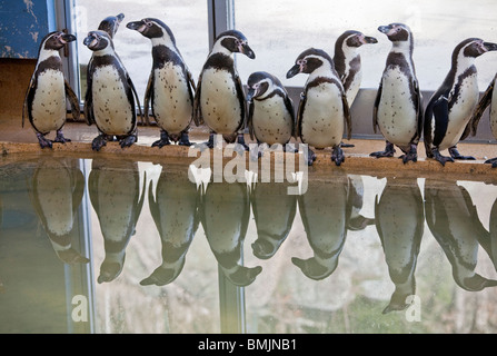 Scandinavian Peninsula, Sweden, Gothenburg, Slottsskoge, View of penguins standing on poolside Stock Photo