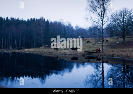 Scandinavian Peninsula, Sweden, Skane, View of cows by lake Stock Photo