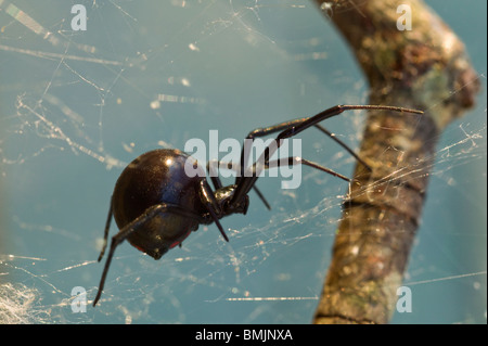 Black widow spider Stock Photo