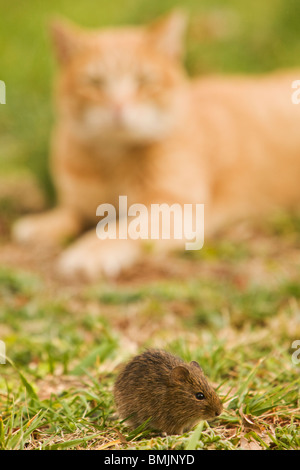 A cat playing with a mouse Stock Photo