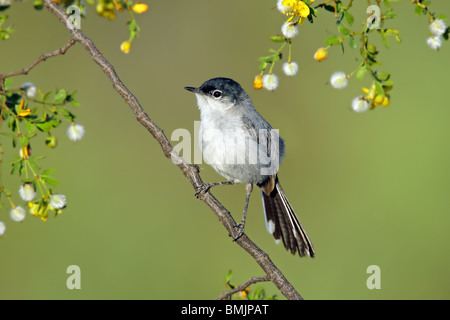 Black-tailed Gnatcatcher Stock Photo