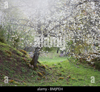 Scandinavia, Sweden, Vastergotland, View of cherry blossom