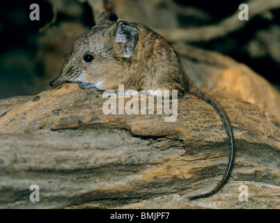 Round-eared Elephant Shrew (Macroscelides proboscideus) on a log Stock Photo