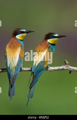 Europe, Hungary, View of European bee eaters perched on branch, close-up Stock Photo