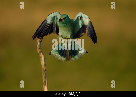 Europe, Hungary, View of European roller bird with spread wings, close-up Stock Photo