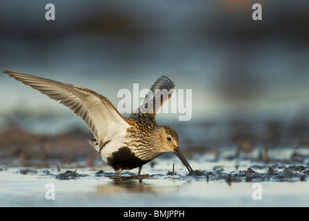 Scandinavia, Sweden, Oland, Dunlin bird standing in water, close-up Stock Photo