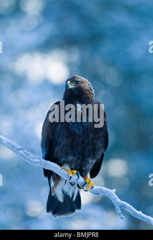 Scandinavia, Sweden, Vasterbotten, Golden eagle perching on branch, close-up Stock Photo